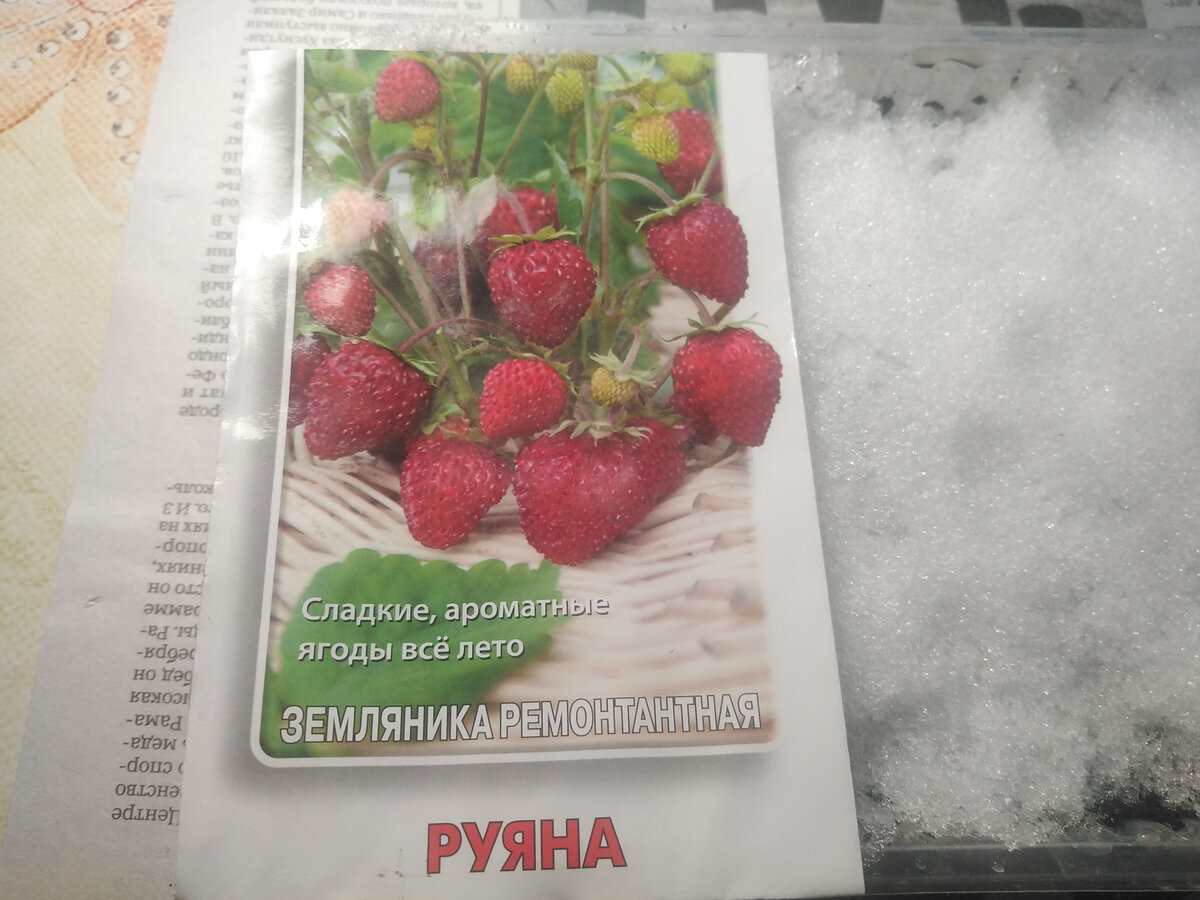 Никогда ранее не выращивала землянику садовую из семян. Только усами. Сорт Елизавета, ремонтантный. Усами размножается прекрасно, но потом много сил отнимает отщипывание новых усов. А если не отщипывать, теряется урожай.  Совершенно случайно попался в руки пакетик семян сорта Руяна. Прочитала описание, заинтриговалась ее"безусостью" и решила попробовать.