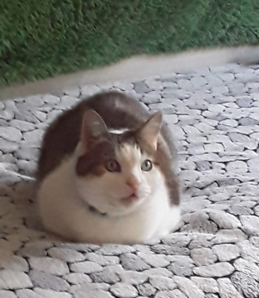 Кошка Муся