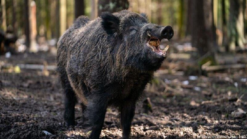 Кабан Путин