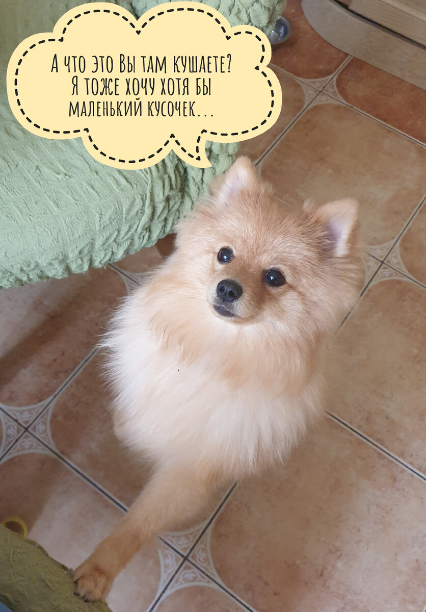 - А про меня не забыли? Я тоже хочу чего-нибудь вкусненького😋