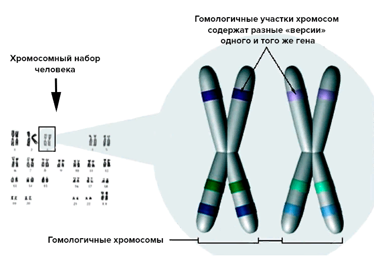 Гомологичные хромосомы рисунок