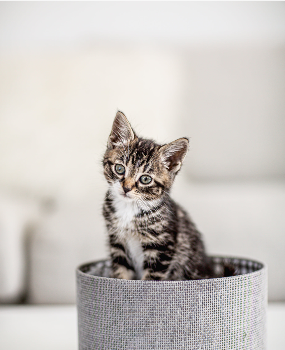 Фото Фараха из Burst