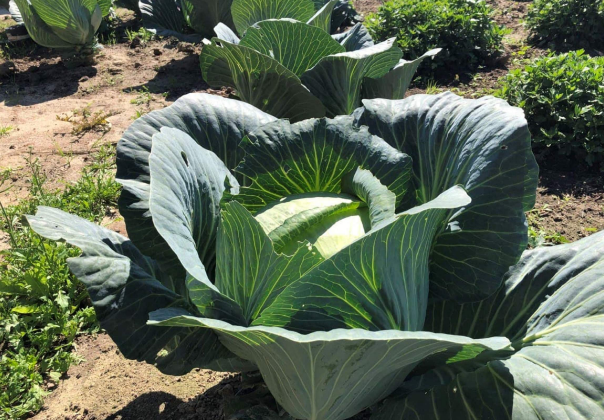 как сохранить такую красавицу?