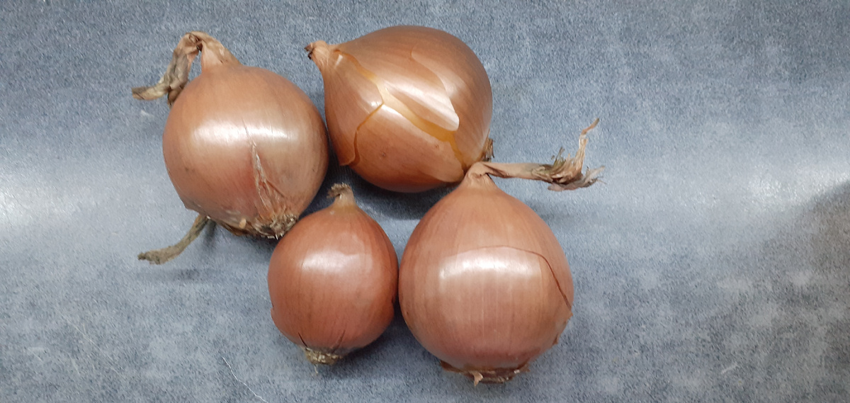 Луковиц можно взять любое количество