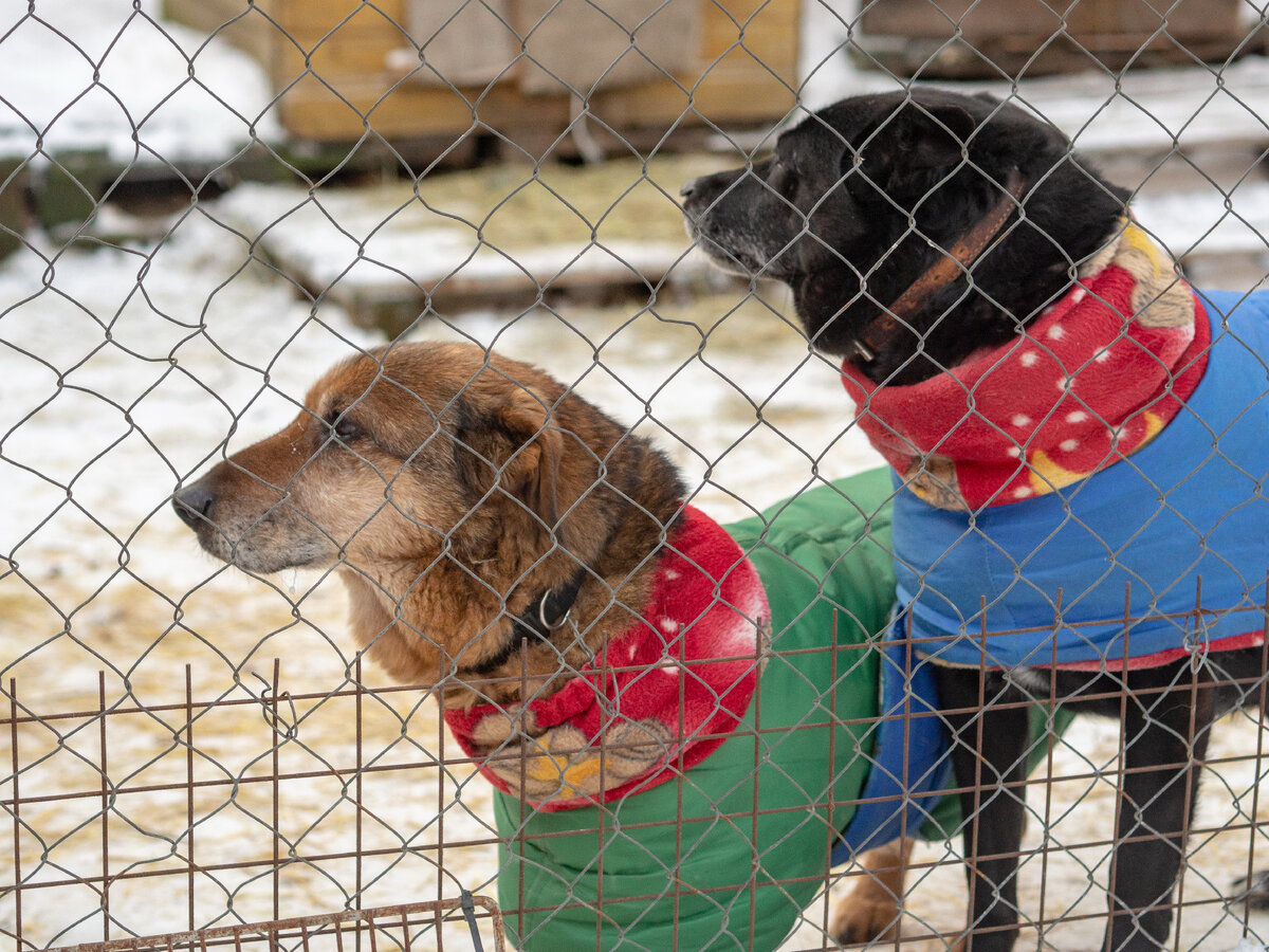 Леончик и Глаша (Глафира Семеновна), старичок и старушка. В курточках, но все таки хорошо бы жить в более теплом месте. В своем небольшом домике.