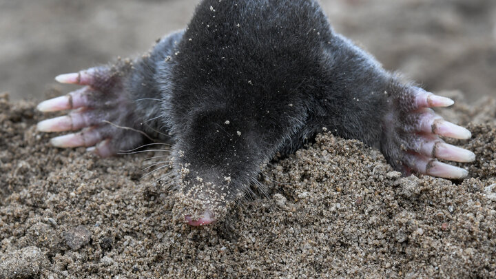 ФОТО: PATRICK PLEUL/GLOBALLOOKPRESS