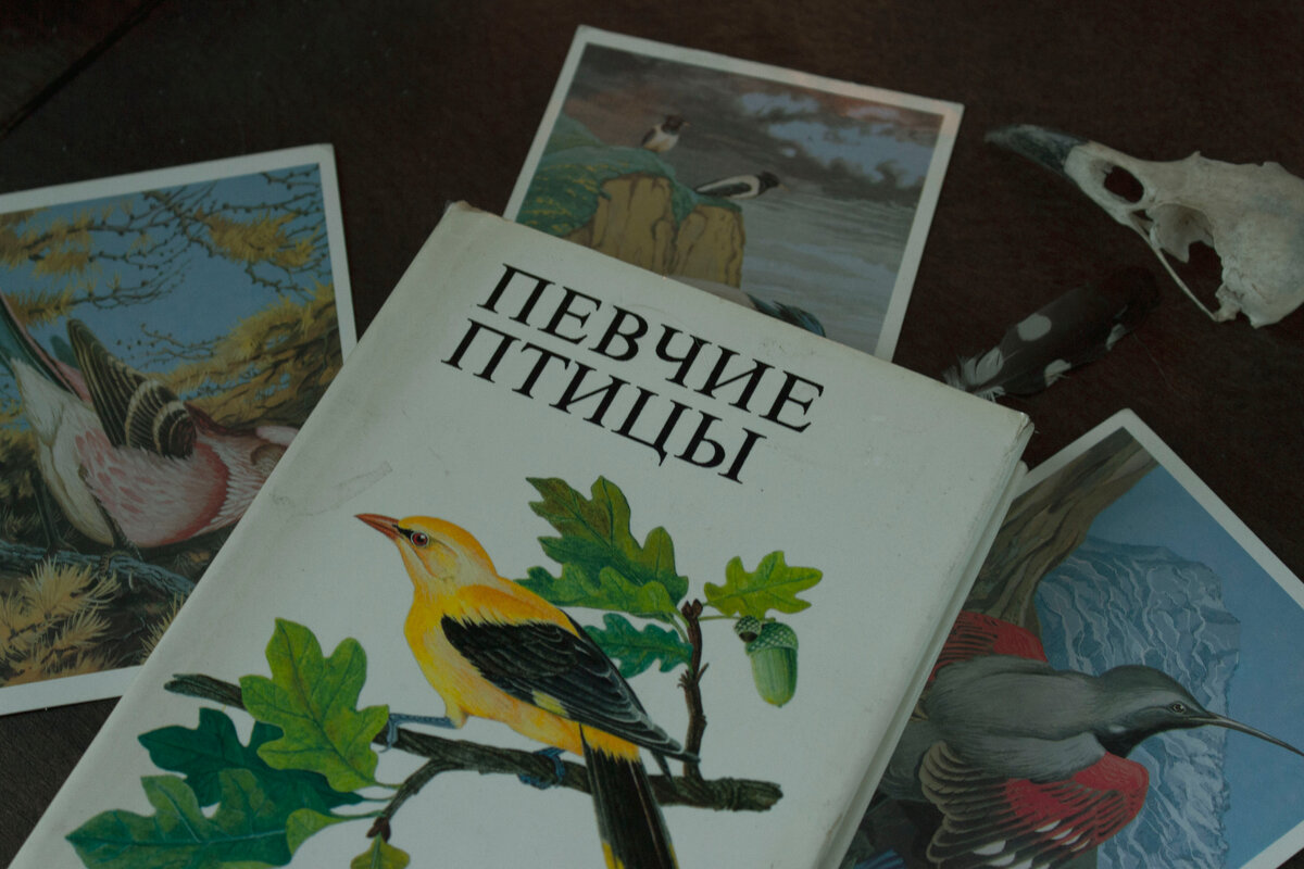 Иволга на суперобложке авторства А. Крейчи. Информации об этом иллюстраторе/графическом дизайнере в сети я, к сожалению, не нашла.