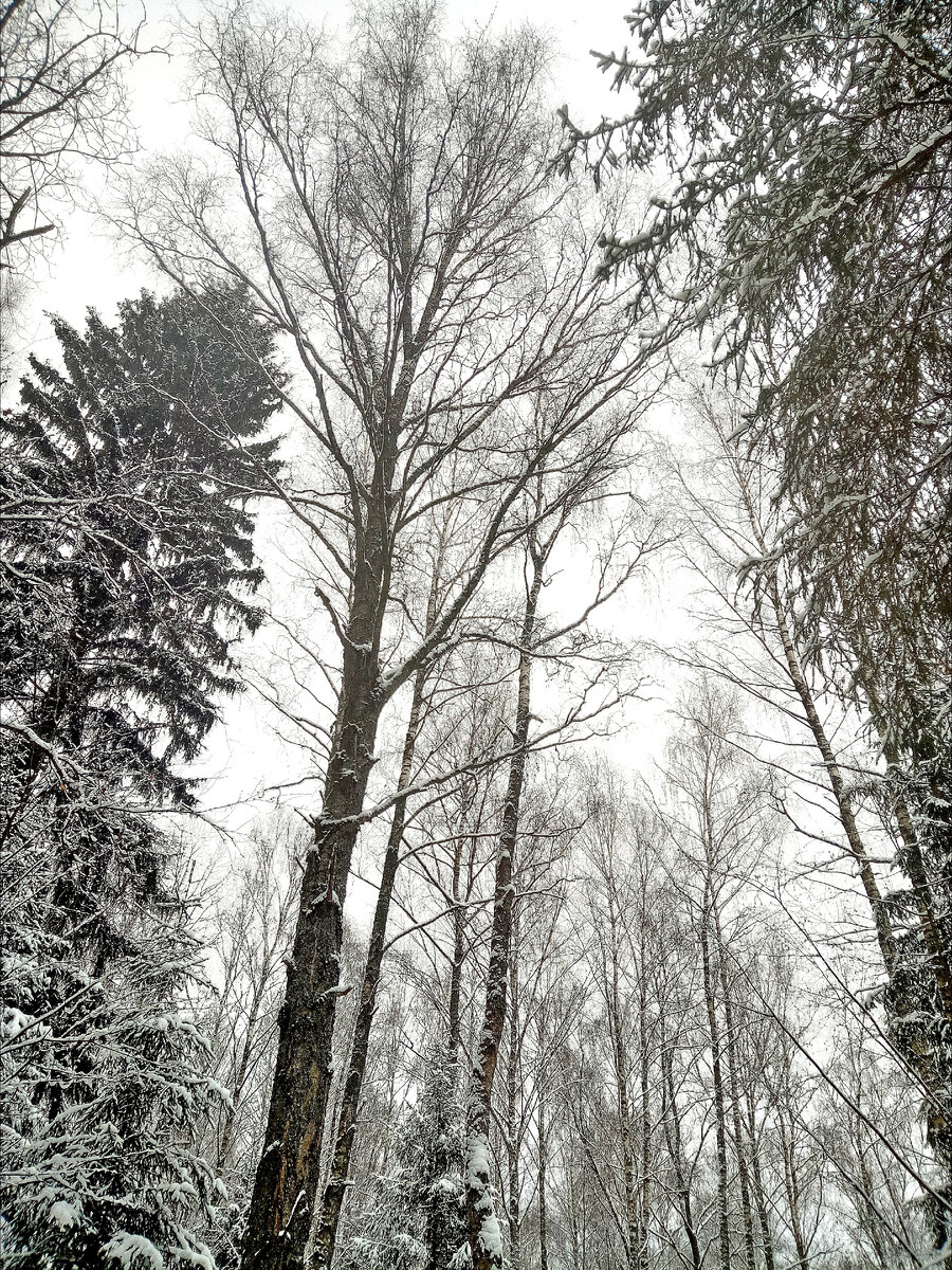 Имеет ли запах зимний лес?
Да, имеет!