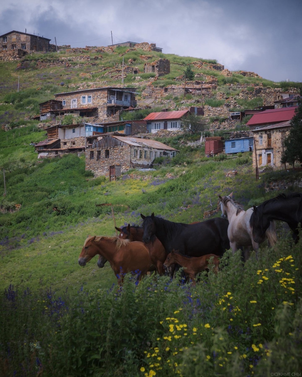 1. Лошади возле селения Камунта, Северная Осетия