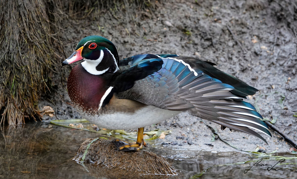 Самец каролинской утки в Подмосковье - эта утка североамериканская и не встречается у нас в стране даже на пролете. Возможно, кто-то держал декоративных птиц и самец сбежал, но наблюдение очень интересное