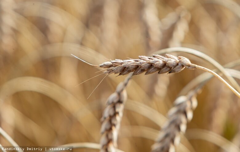    Фото: Дмитрий Кандинский / vtomske.ru