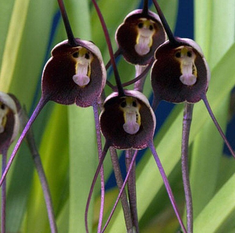 Обезьянья мордочка фото орхидея