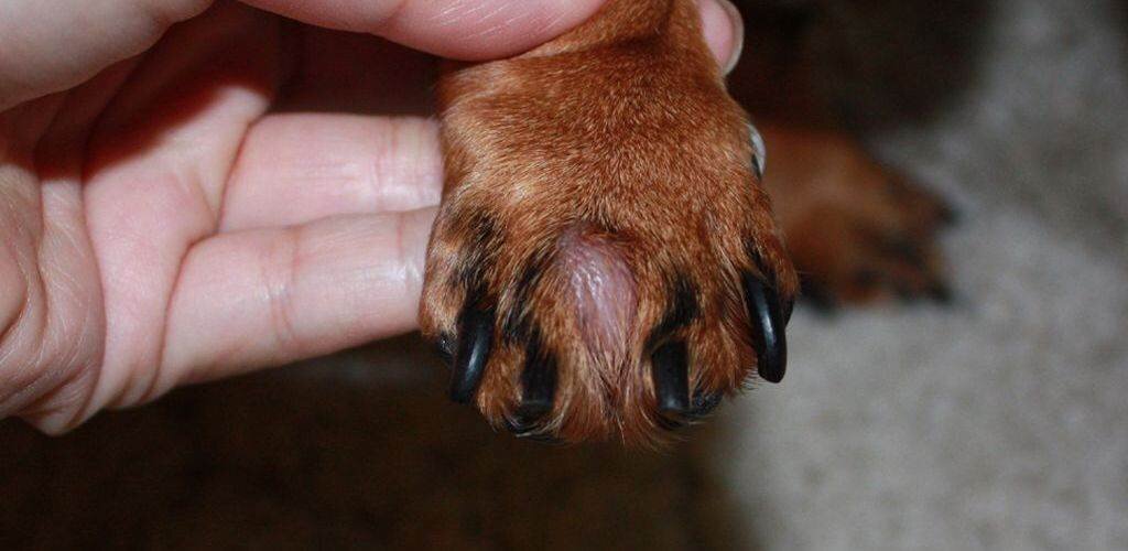 Острый влажный дерматит