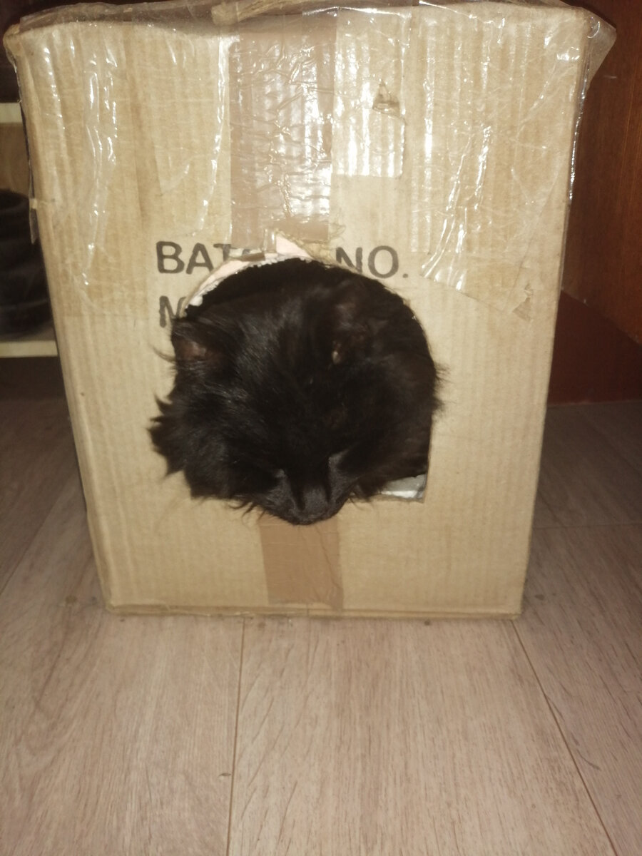 Когда позовешь кис кис. Начинает вылазить