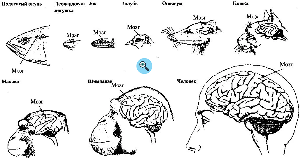 Рассмотрите рисунок на с 118 чем отличается мозг различных позвоночных животных с чем это связано