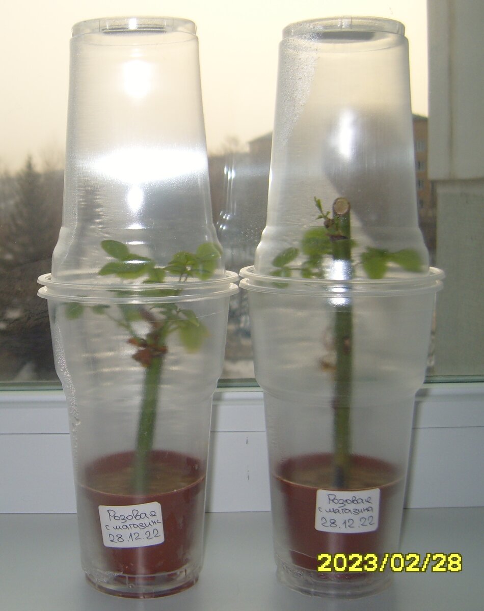 Два черенка розы из магазина без листьев по состоянию на 28 февраля