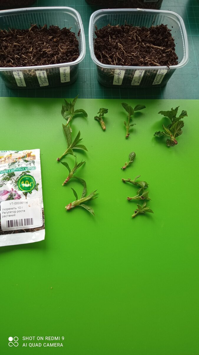 Вот столько почек у меня получилось на начало эксперимента. Я планировала потом добавить их по мере роста.