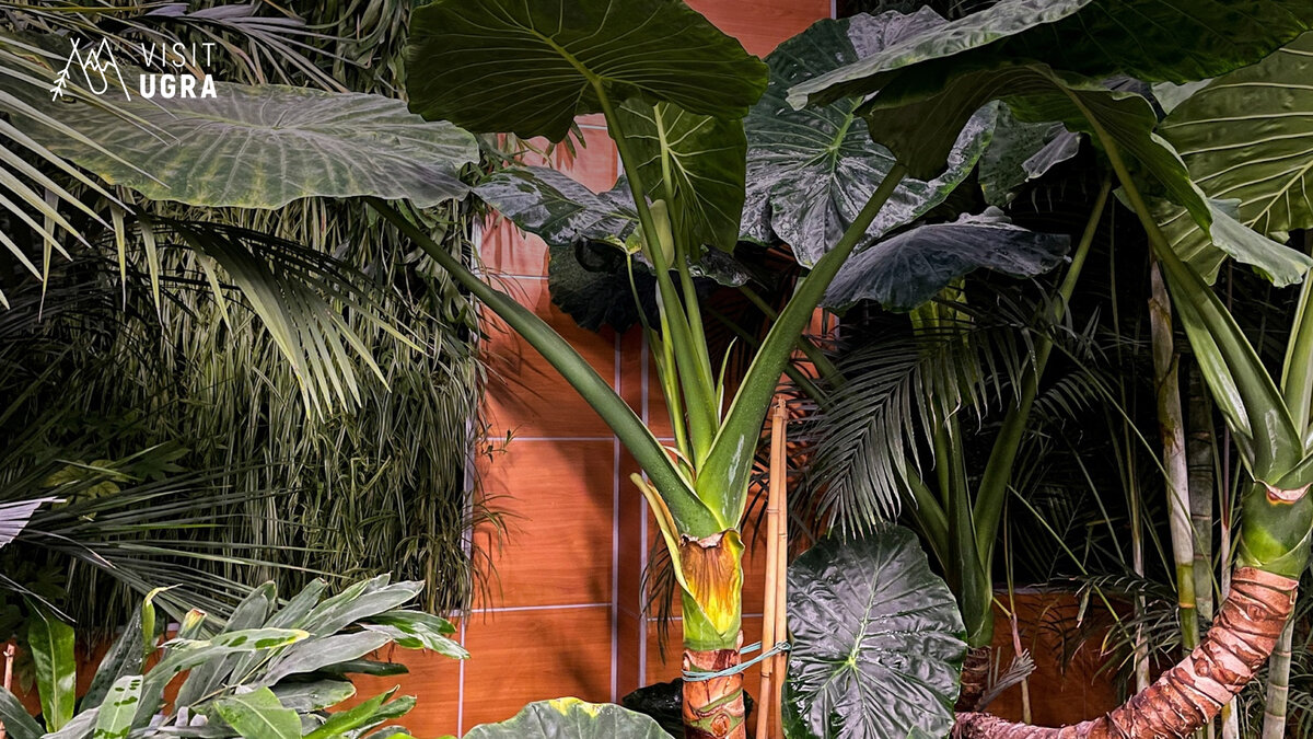 Ботанический сад в ТРЦ «Галактика»