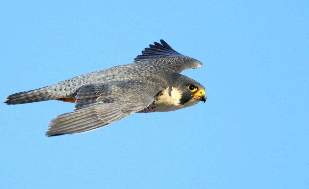 Как выглядит самая быстрая птица 230 mentions J’aime, 2 commentaires Elite_Raptors (@elite_raptors) sur Instagr