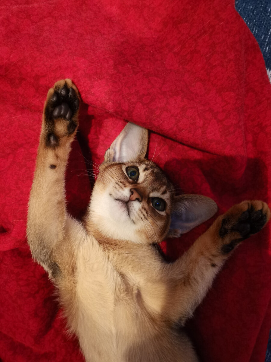 После покупки кота, мне ещё месяц шлют подборку котов