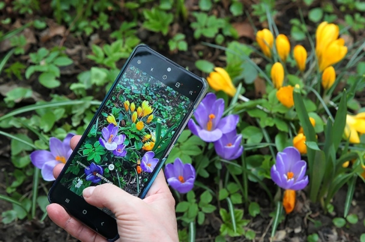    Самарские клумбы украсят более 1,6 млн однолетних цветов