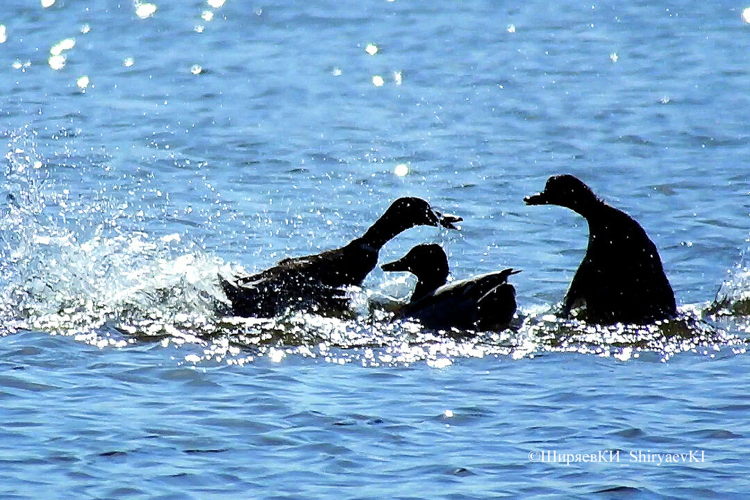 На воду пруда с шумом сели несколько уток. Далеко, но больше некого было снимать. 