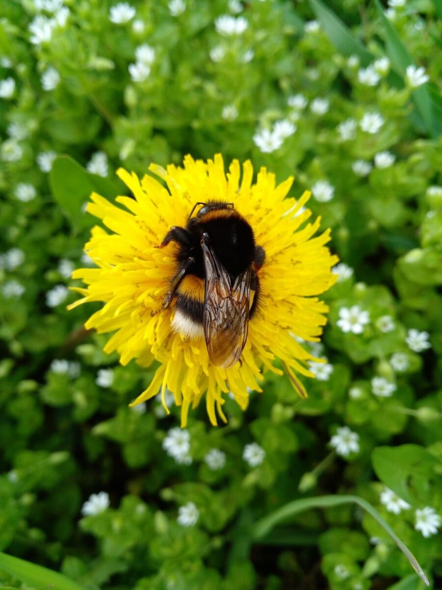 Шмель в казачьих садах   