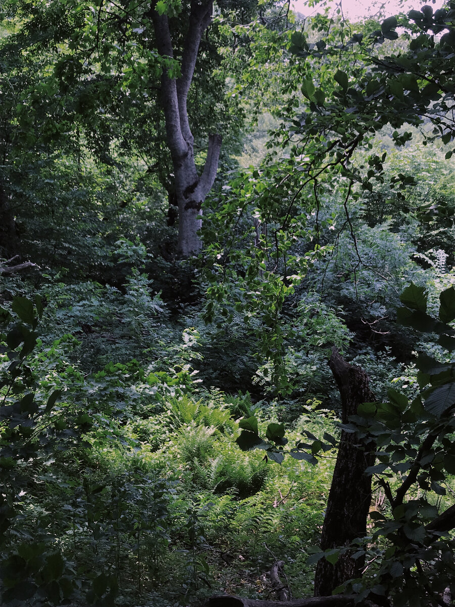 Согласитесь, наличие "зеленых зон" с различной растительностью (деревья, кустарники, травянистые растения, цветы)