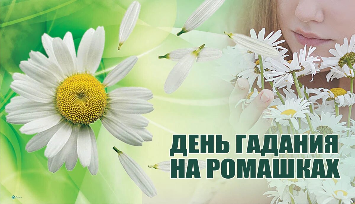 День гадания на ромашках. Иллюстрация: «Курьер.Среда»