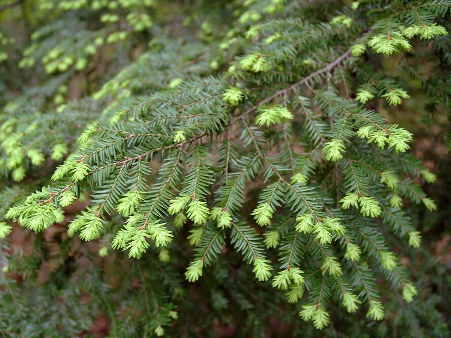 Тсуга канадская. Фото: archiland.biz