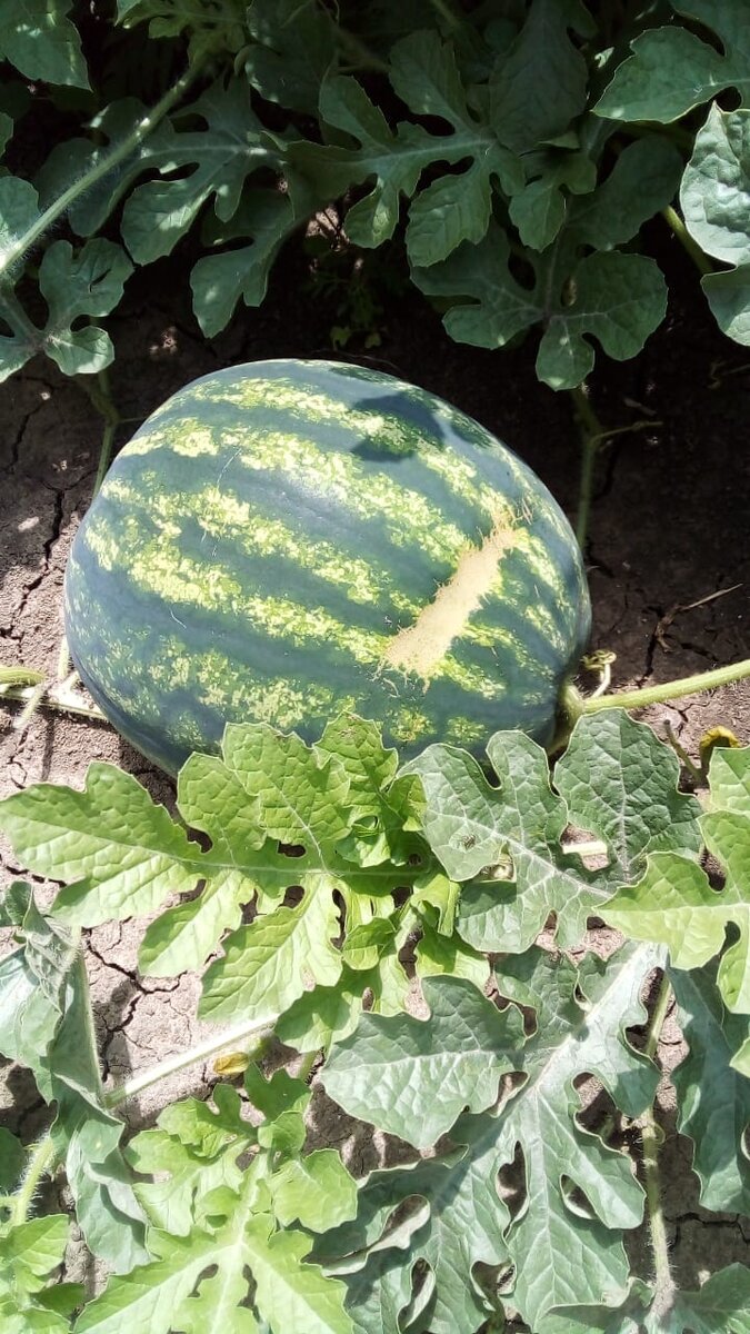 Личное фото. Этот арбуз весит 5-6 кг.