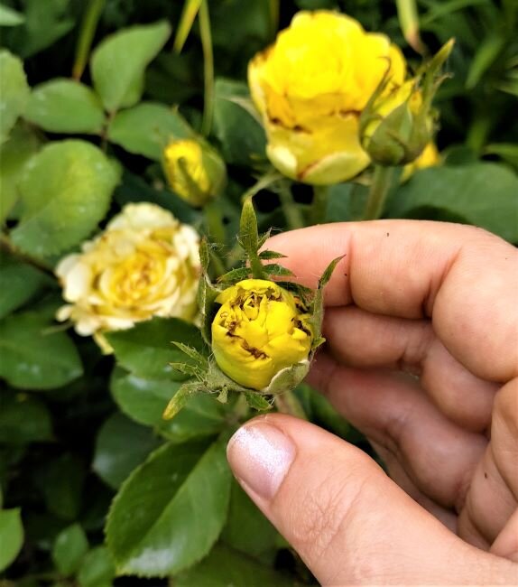 Трипсы в бутонах роз - одна из причин повреждения цветков