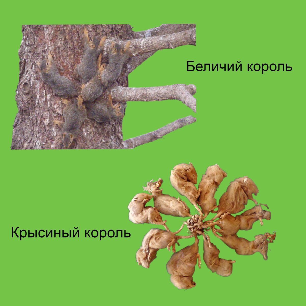 Крысы сплелись в один клубок, сцепившись хвостами.