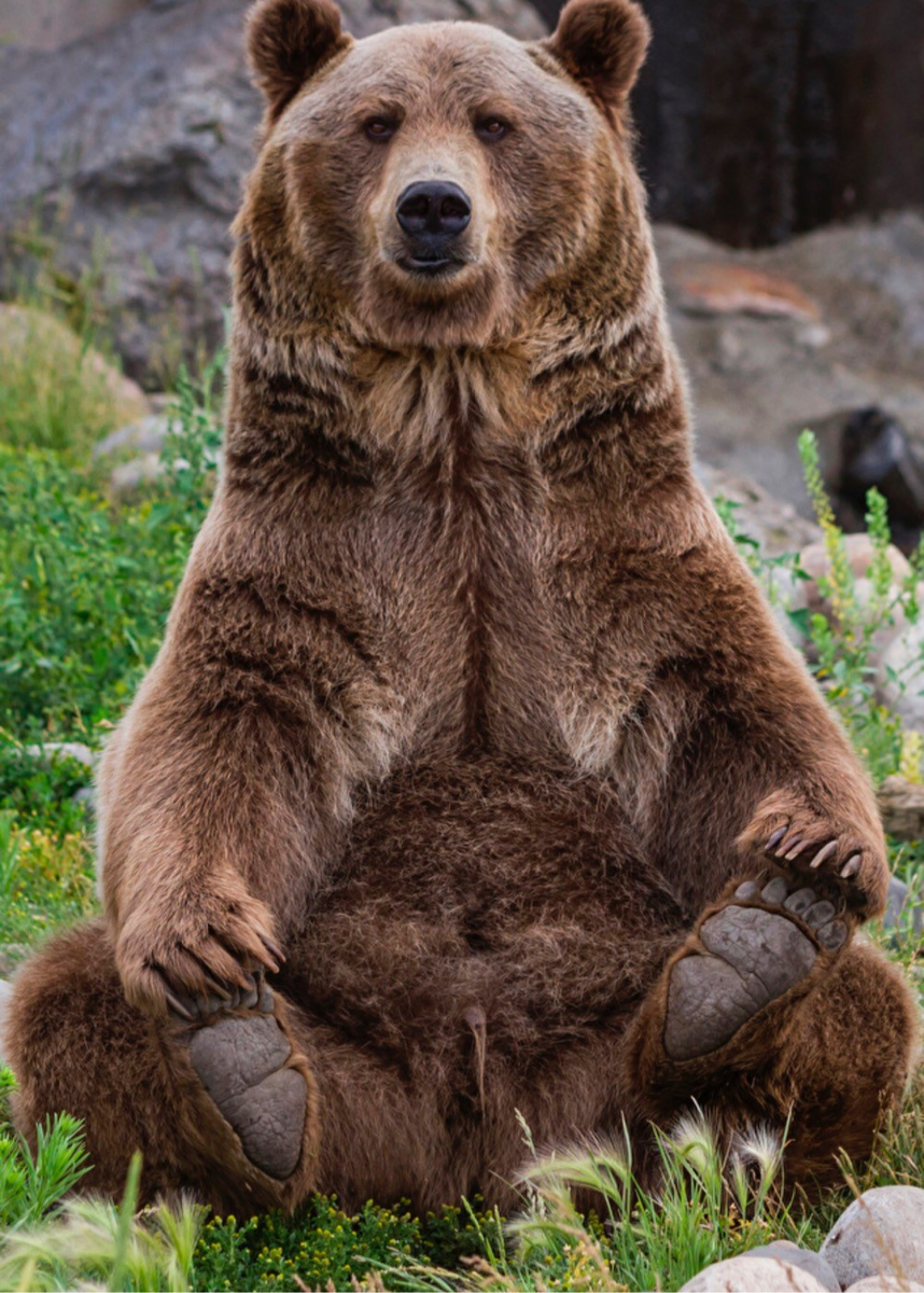 Фото взято на яндекс картинках в свободном доступе