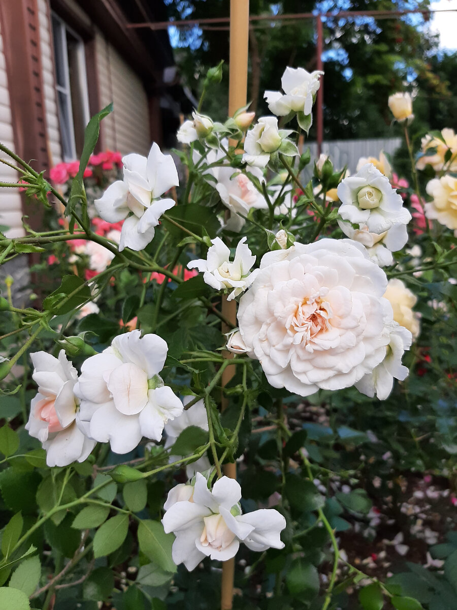 Lovely Meilland, 2 июля 2021 
