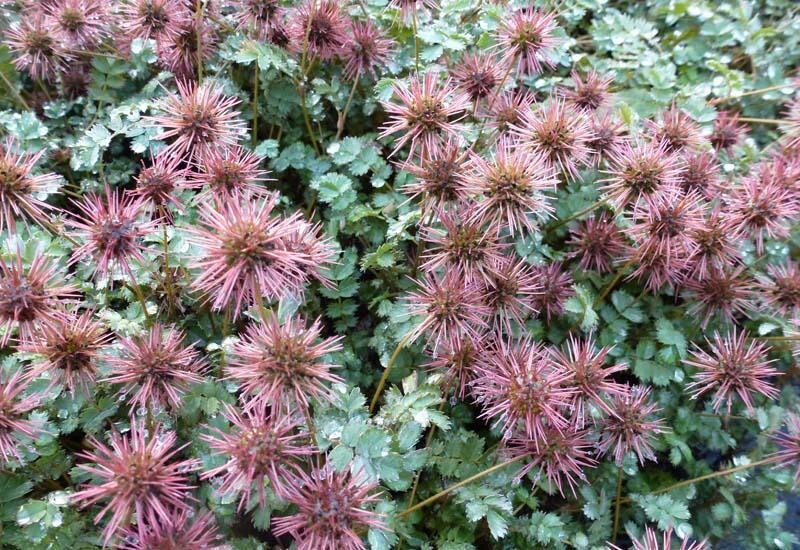 Ацена мелколистная