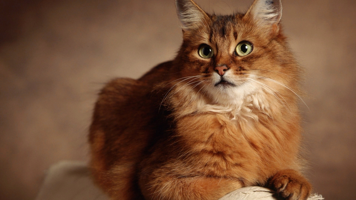 Может ли у кошек быть аллергия на людей?