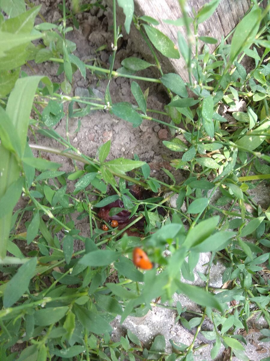 Божья коровка в поисках тли