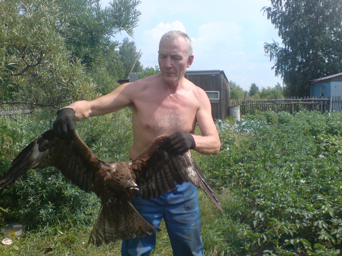 Коршун попал в капкан на хомяков.