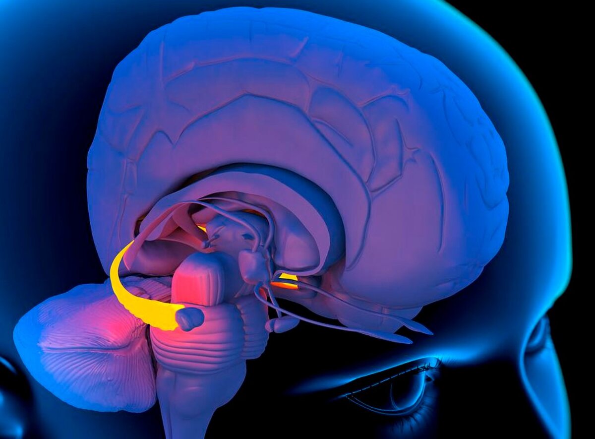 Гиппокамп в головном мозге. Компьютерное изображение головы человека, показывающее левое полушарие мозга внутри. Выделенная область показывает гиппокамп, часть лимбической системы мозга - примитивную часть мозга, участвующую в эмоциях, обучении и формировании воспоминаний. Гиппокамп расположен внутри медиальной височной доли и играет важную роль в долговременной памяти, пространственной памяти и навигации.