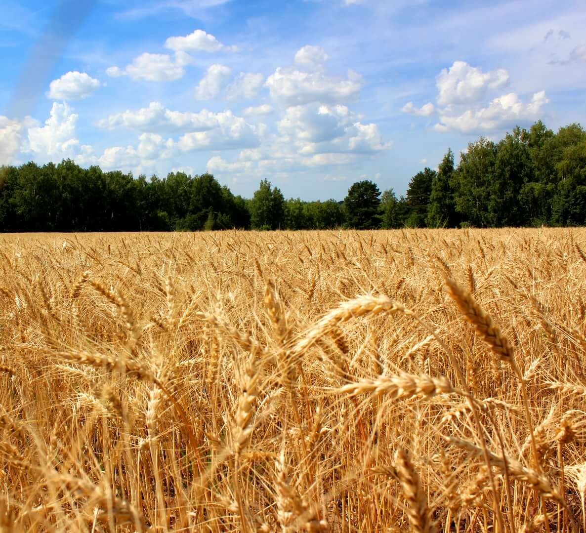 Е пшеничный. Хлебные поля Краснодарского края. Хлебные поля Удмуртии. Поля Острогожск рожь. Хлебные поля в Новосибирской области.
