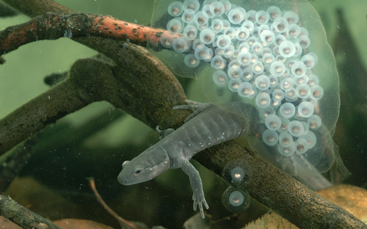 Рептилии живущие в воде. Тритон аквариумный аксолотль. Оплодотворение Тритона обыкновенного. Тритон иглистый аквариумный. Тритон откладывает яйца.