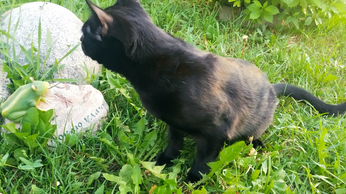 Котейка Тихон.