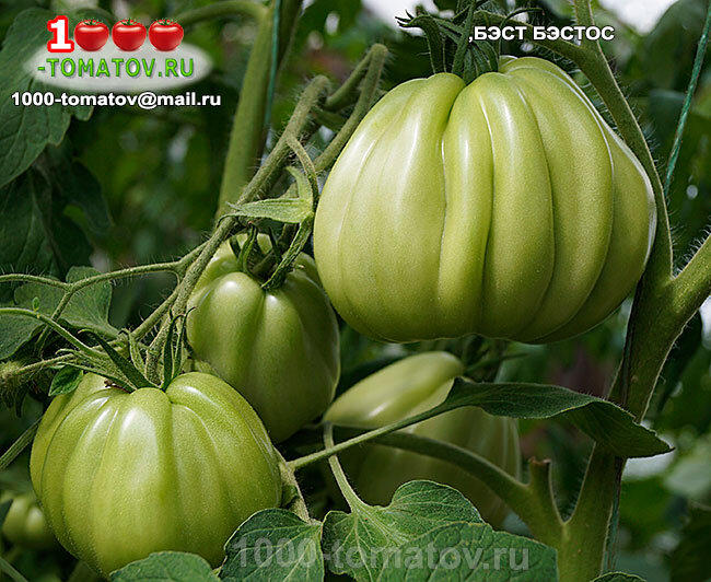 Томат Бэст Бэстос  Best Bestos фото 3