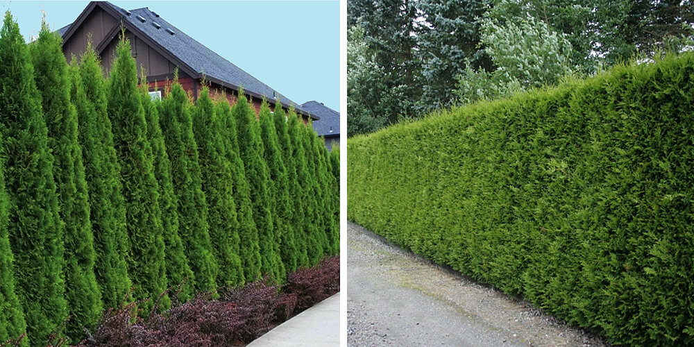 Забор из сетки Рабица: как превратить прозрачное ограждение в ...