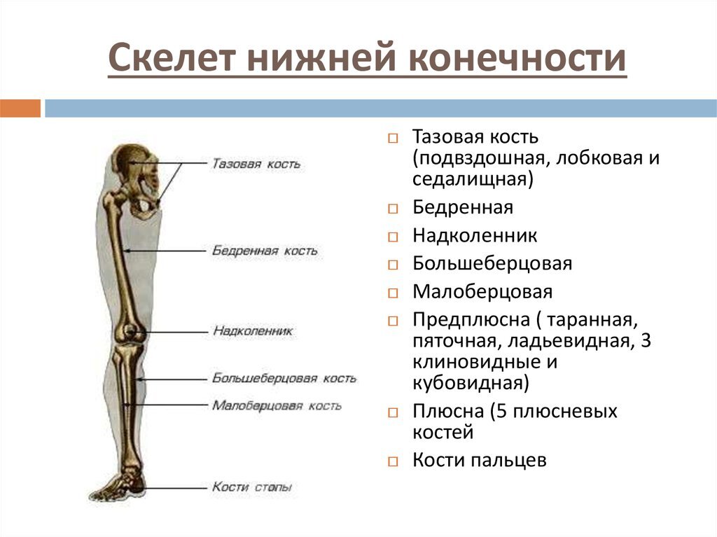 Нижний скелет. Кости составляющие скелет нижней конечности. Отделы скелета нижней конечности анатомия. Скелет костей нижних конечностей. Отделы.. Строение скелета нижней конечности (отделы и кости).