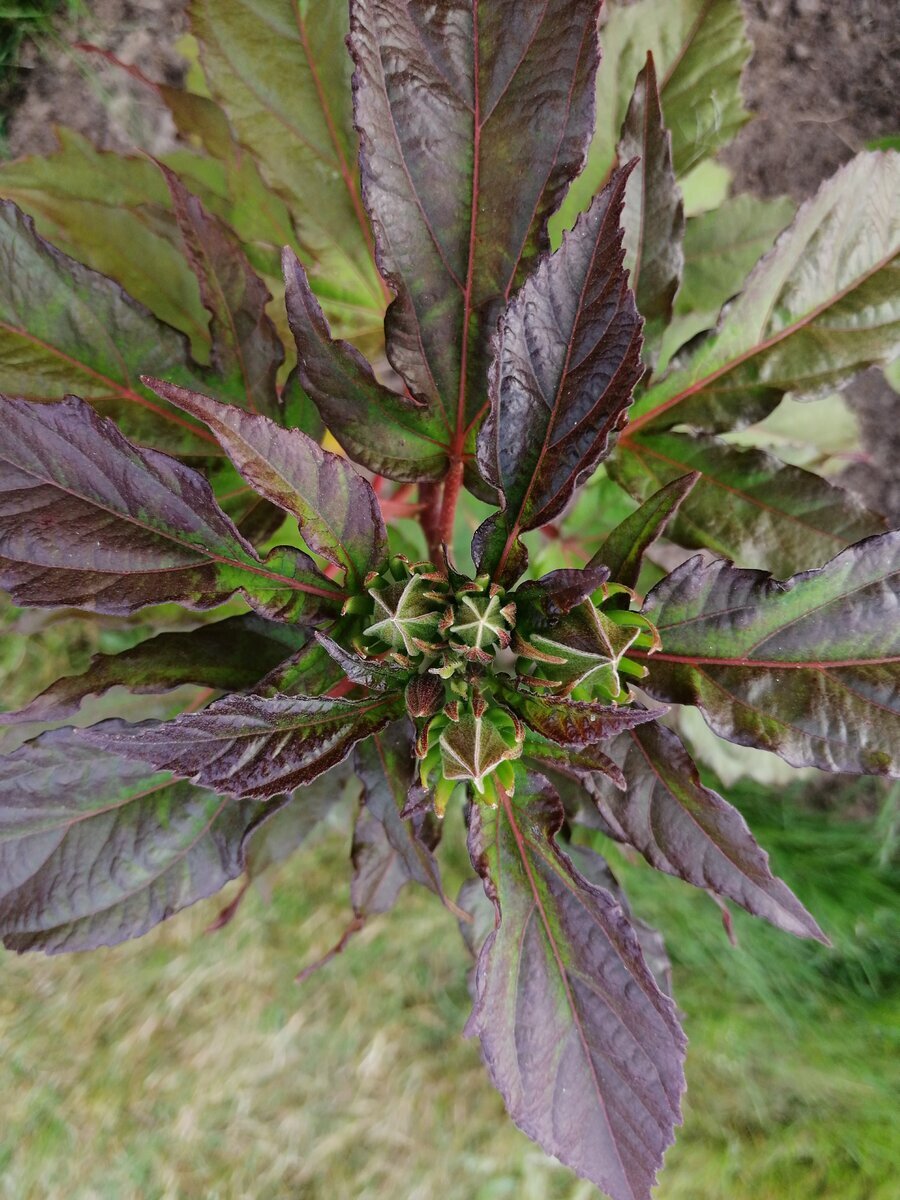 бутончики, лето 2020, еще была надежда, что зацветет, фото автора