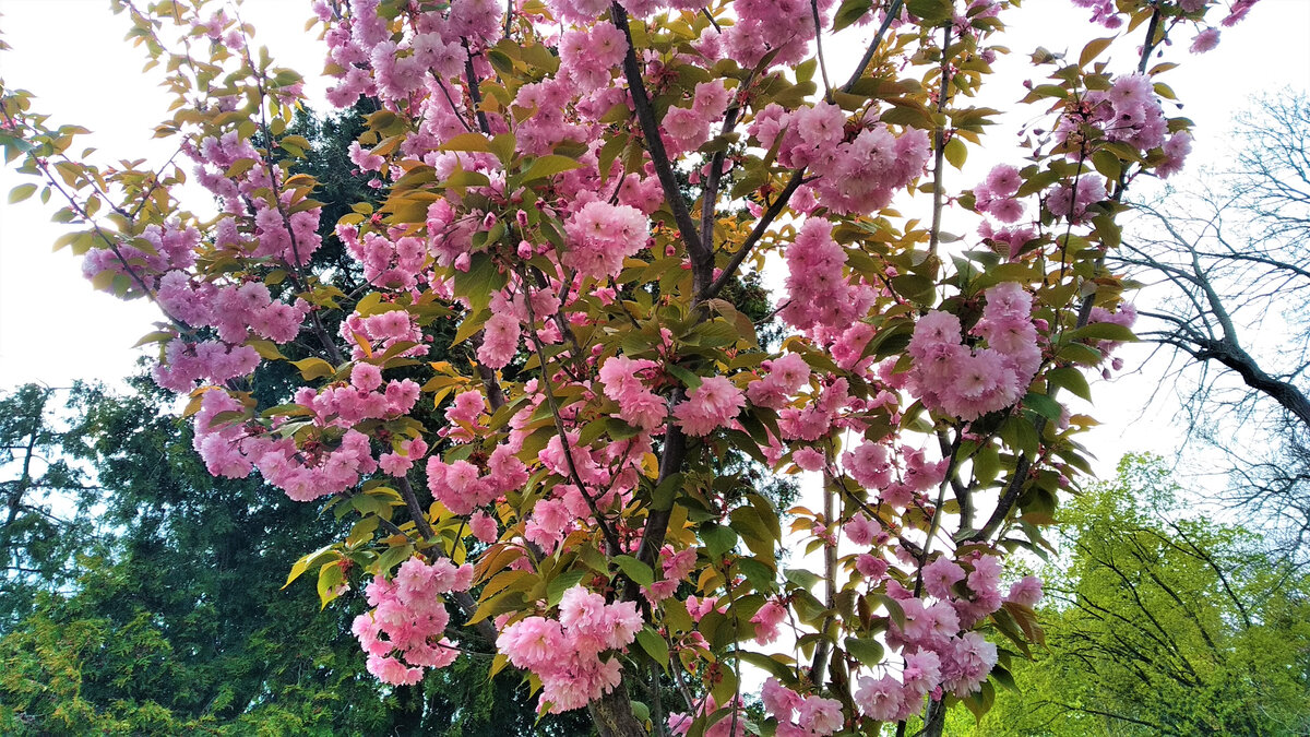  Цветущая сакура.