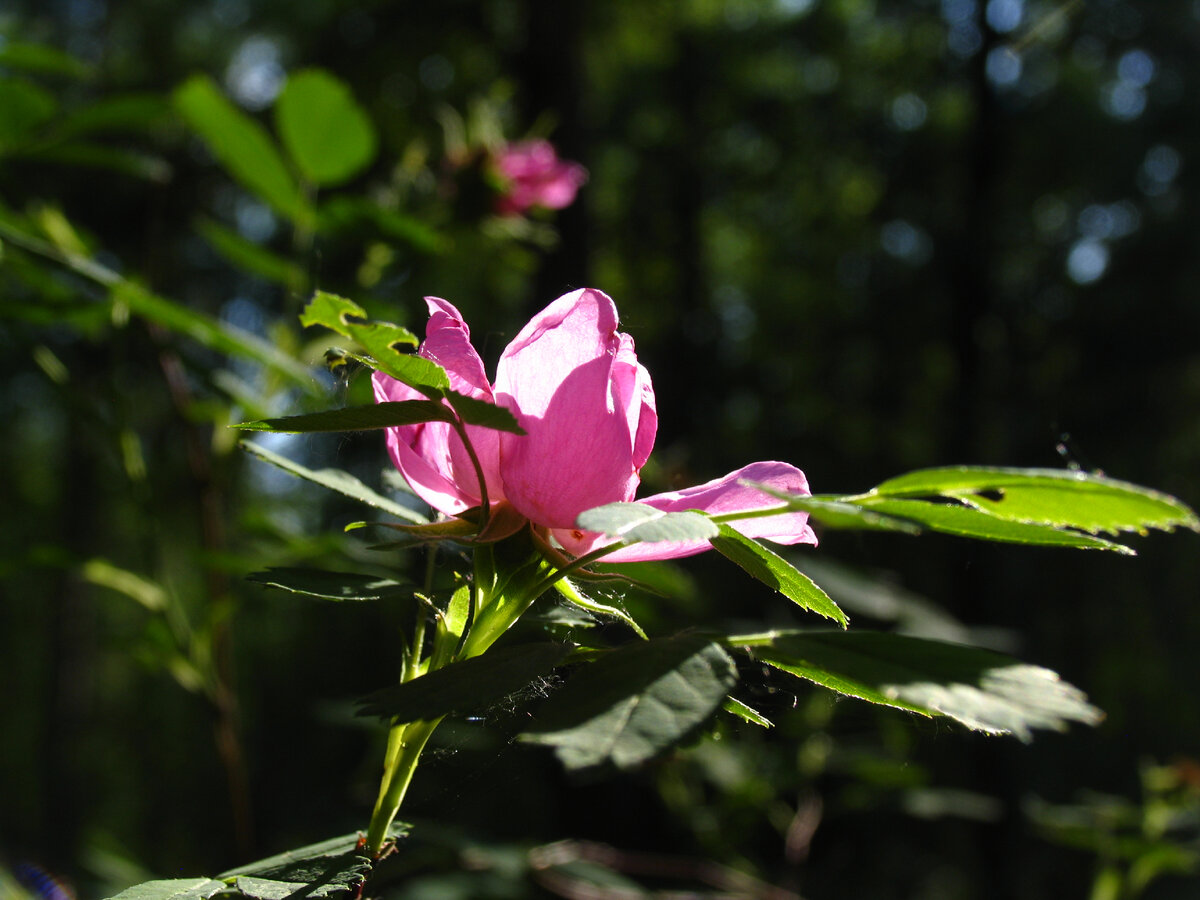 Canon PowerShot SX620 HS Review: Convenient and Decently Powerful