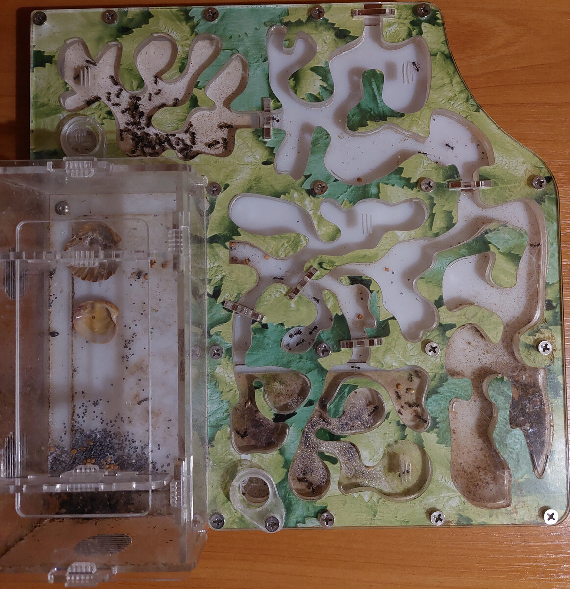 Формикарий. Вверху, где большое скопления муравьев, увлажненный гипс